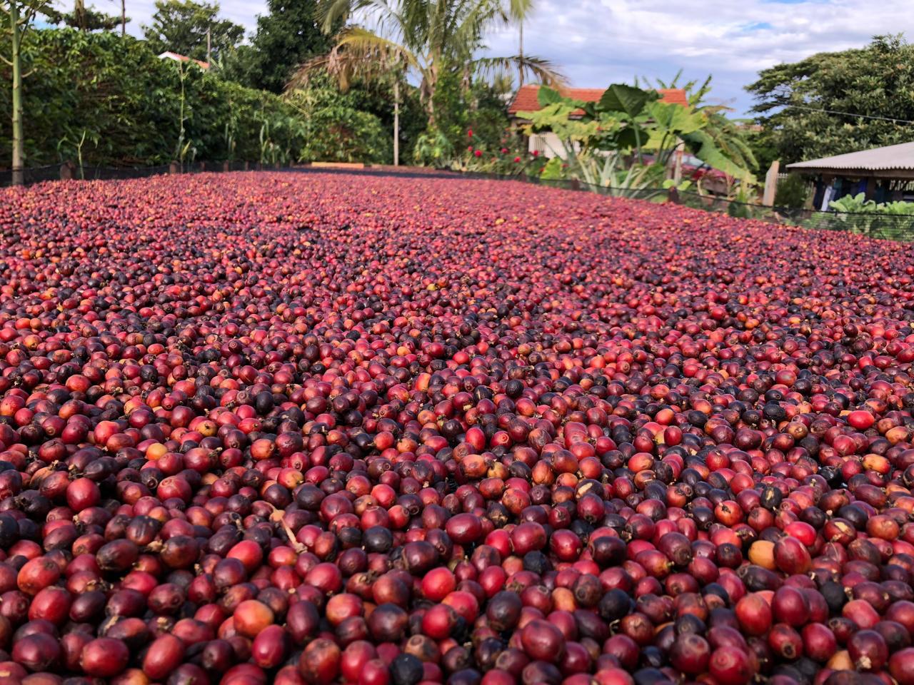 Coffee cherries drying in the sun at the farm
