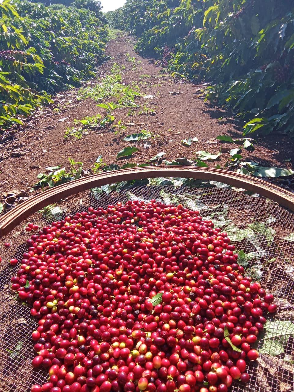 Freshly picked coffee cherries in a traditional sieve